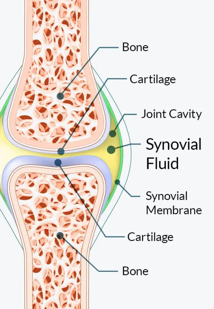 Joint Genesis supports hyaluronan production for joint lubrication